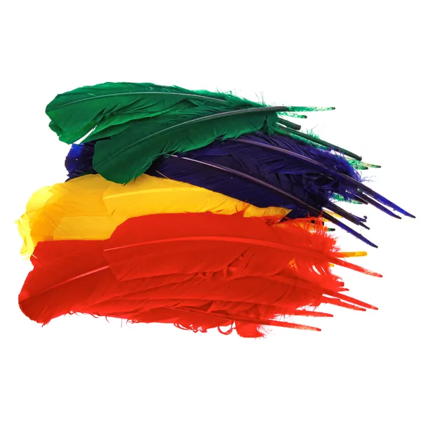 50 feathers 30 cm (gr, r, bl, ye)